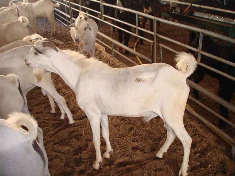 Somali goat Emirates Birds