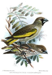 Somali golden-winged grosbeak httpsuploadwikimediaorgwikipediacommonsthu