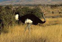 Somali ostrich httpsuploadwikimediaorgwikipediacommonsthu