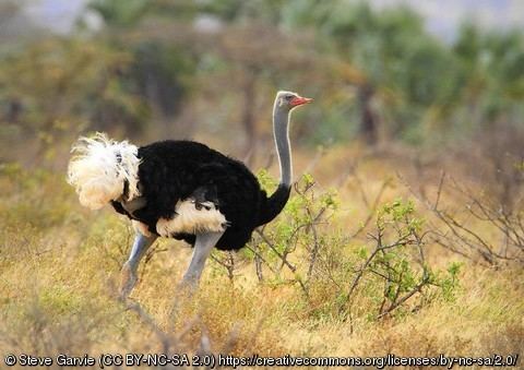 Somali ostrich Struthio molybdophanes Somali Ostrich