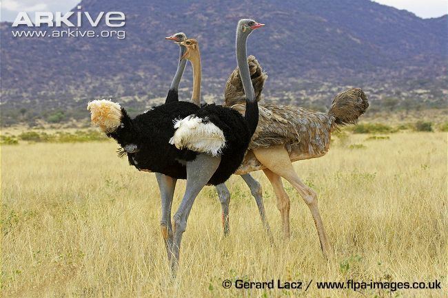 Somali ostrich Ostrich photo Struthio camelus G58394 ARKive