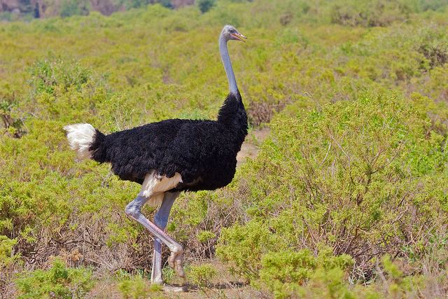 Somali ostrich Scientists declare that the Somali ostrich Struthio molybdophanes
