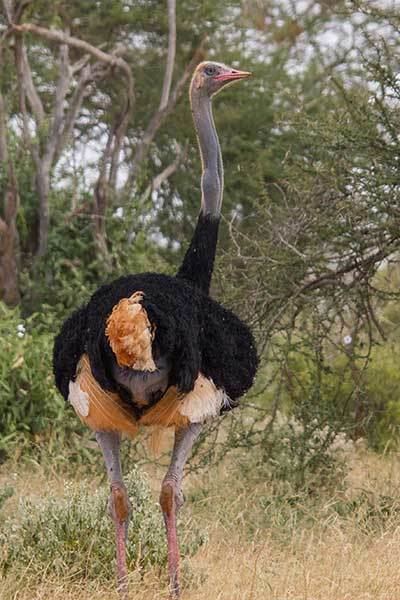 Somali ostrich Somali Ostrich and 360 Other Newly Discovered Birds Added to List of
