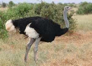 Somali ostrich More on Struthio molybdophanes Somali Ostrich