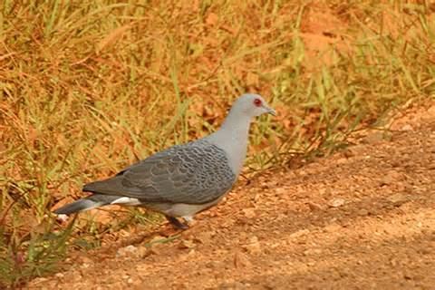 Somali pigeon More on Columba oliviae Somali Stock Dove
