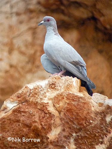 Somali pigeon Somali Pigeon Columba oliviae Animals Birds Page 38 Pinterest