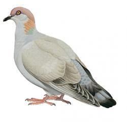 Somali pigeon Somali Pigeon Columba oliviae HBW Alive