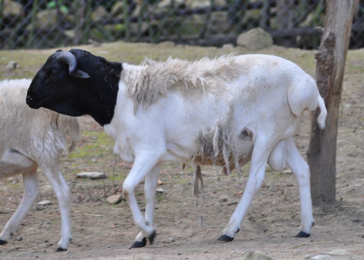 Somali sheep Image Ovis orientalis aries quotSomali Sheepquot Blackhead Somali Sheep