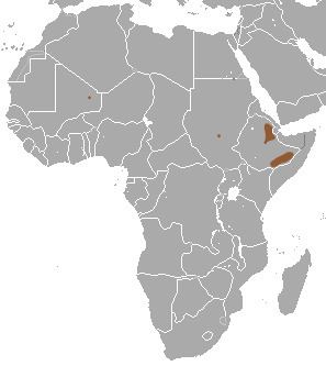 Somali shrew
