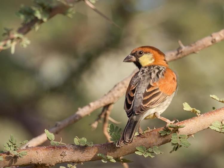 Somali sparrow Somali Sparrow Passer castanopterus videos photos and sound