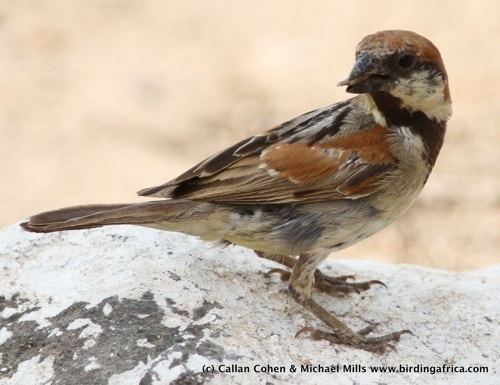 Somali sparrow Mystery Sparrow and Somali Sparrow on a Birding Africa Somaliland