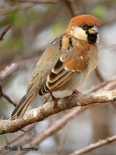 Somali sparrow wwwhbwcomsitesdefaultfilesstylesibc1kpubl