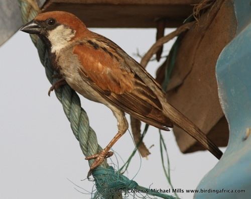 Somali sparrow Mystery Sparrow and Somali Sparrow on a Birding Africa Somaliland