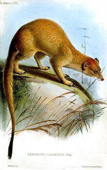 Somalian slender mongoose httpsuploadwikimediaorgwikipediacommonsthu