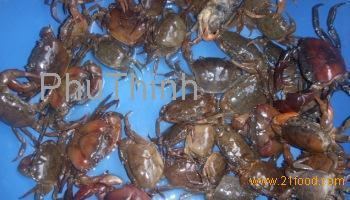 Somanniathelphusa Somanniathelphusa sinensis freshwater crabs productsVietnam