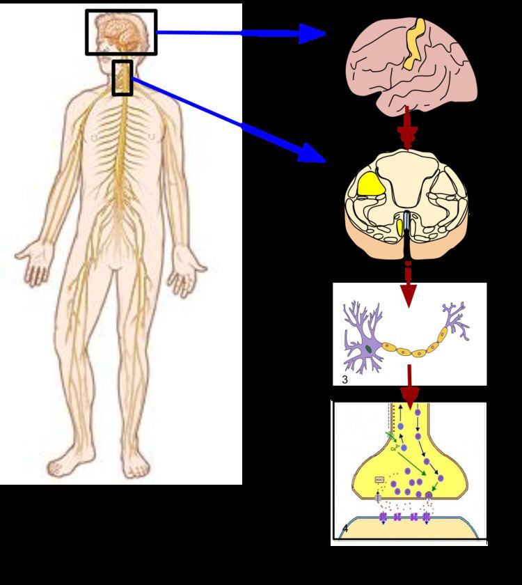 Somatic nervous system