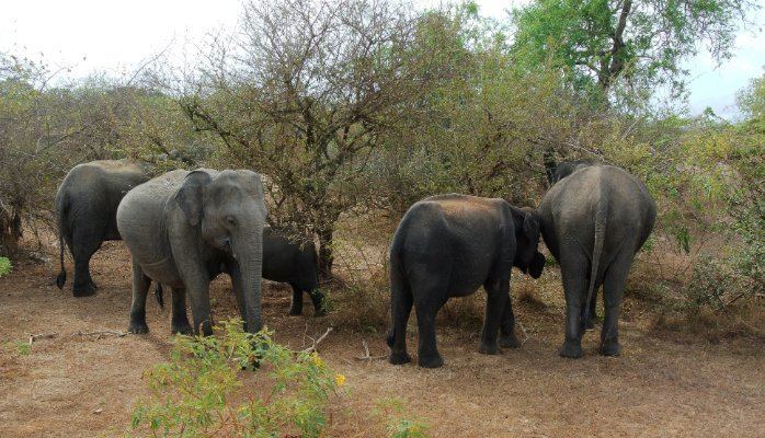 Somawathiya National Park Somawathiya National Park Sri Lankan Hire Pulse LinkedIn