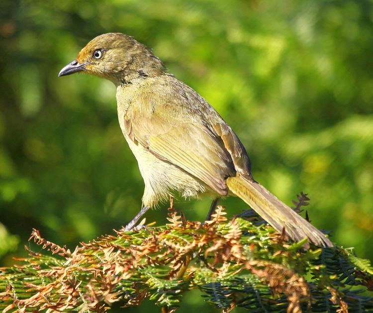 Sombre greenbul Sombre Greenbul Andropadus importunus An adult perched on a fern