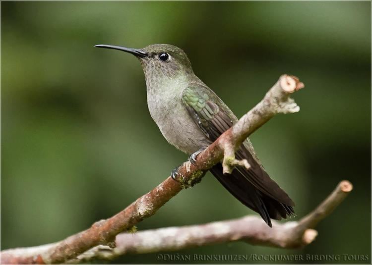 Sombre hummingbird Sombre Hummingbird Aphantochroa cirrochloris videos photos and