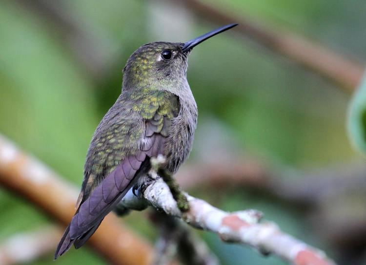 Sombre hummingbird Sombre Hummingbird Aphantochroa cirrochloris videos photos and