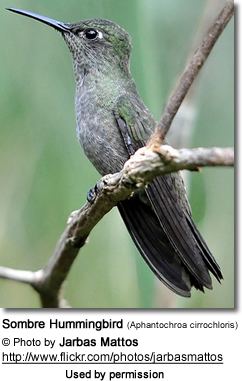 Sombre hummingbird Sombre Hummingbirds Aphantochroa cirrochloris