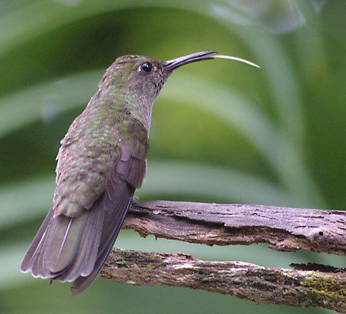 Sombre hummingbird Sombre Hummingbird Aphantochroa cirrochloris