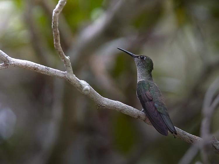 Sombre hummingbird Sombre Hummingbird Aphantochroa cirrochloris videos photos and