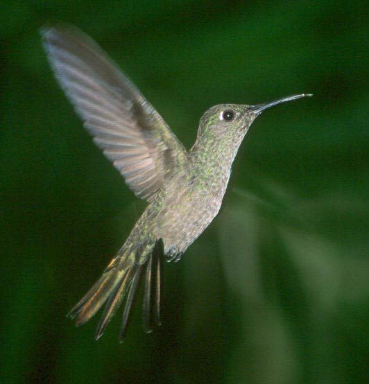 Sombre hummingbird Sombre Hummingbird Aphantochroa cirrochloris