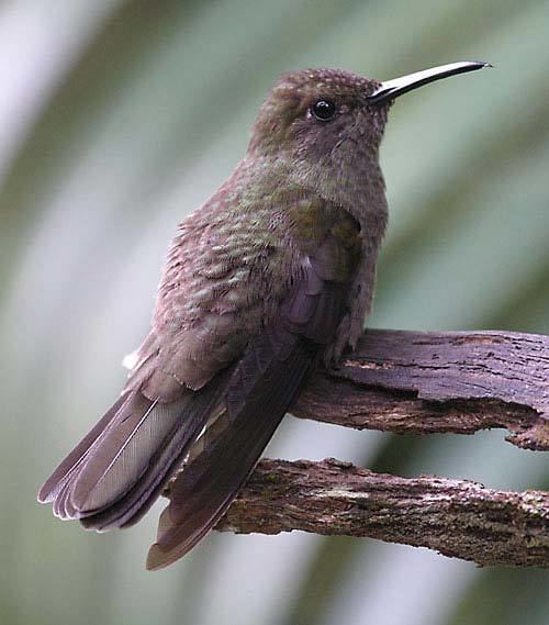 Sombre hummingbird Sombre Hummingbird Aphantochroa cirrochloris