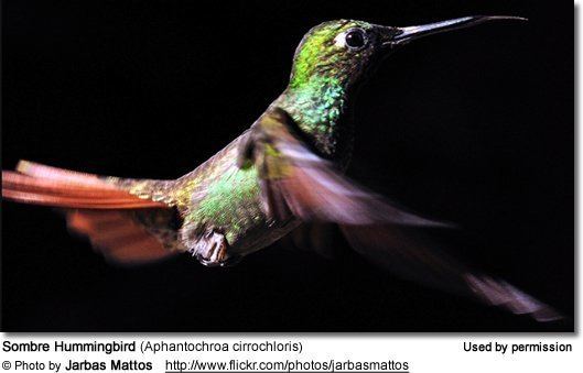 Sombre hummingbird httpswwwbeautyofbirdscomimagesbirdsSombreH