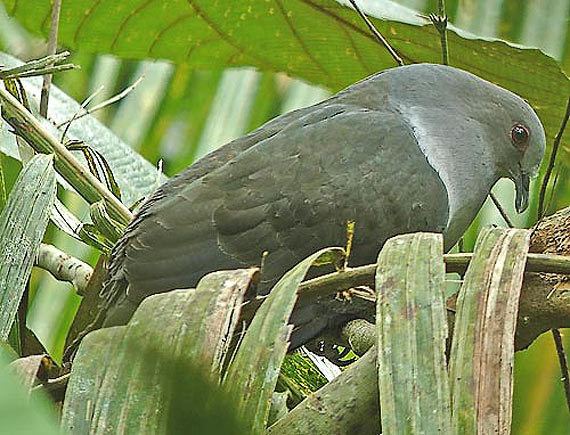 Sombre pigeon Oriental Bird Club Image Database Photographers