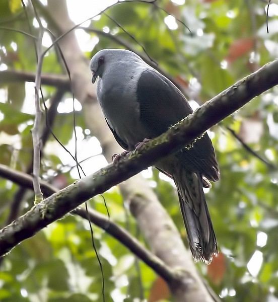 Sombre pigeon Oriental Bird Club Image Database Sombre Pigeon Cryptophaps