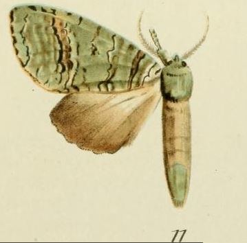 Someropsis viriditincta