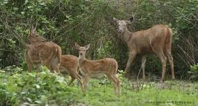 Someshwara Wildlife Sanctuary Someshwara Wildlife Sanctuary