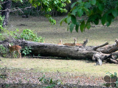 Someshwara Wildlife Sanctuary Someshwara Wildlife Sanctuary Someshwar Karnataka