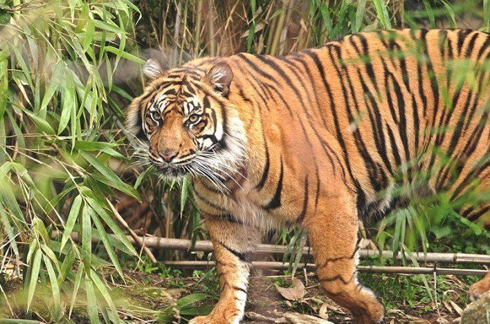 Someshwara Wildlife Sanctuary httpswwwkarnatakacomwpcontentuploads2014