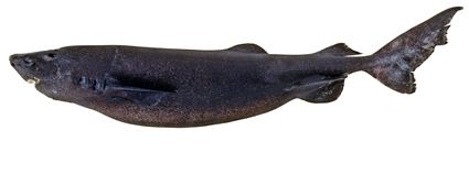 Somniosidae SOMNIOSIDAE