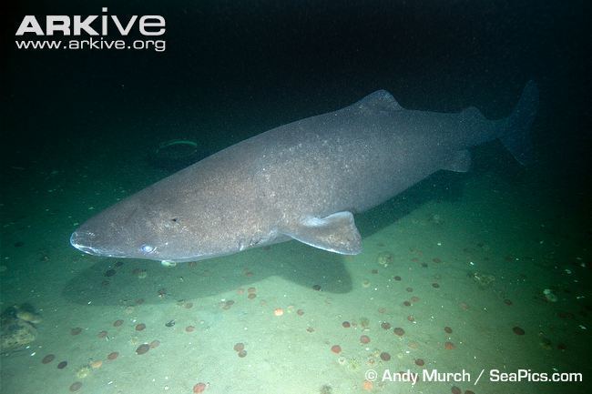 Somniosidae Somniosidae Sleeper sharks Shark University