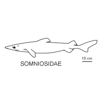 Somniosidae fishesofaustralianetauimagesfamilysomniosidaegif