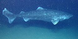 Somniosus Greenland shark Wikipedia