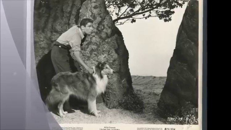 Son of Lassie Peter Lawford in Son Of Lassie 1945 YouTube