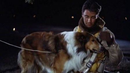 Son of Lassie Son of Lassie 1945 MUBI