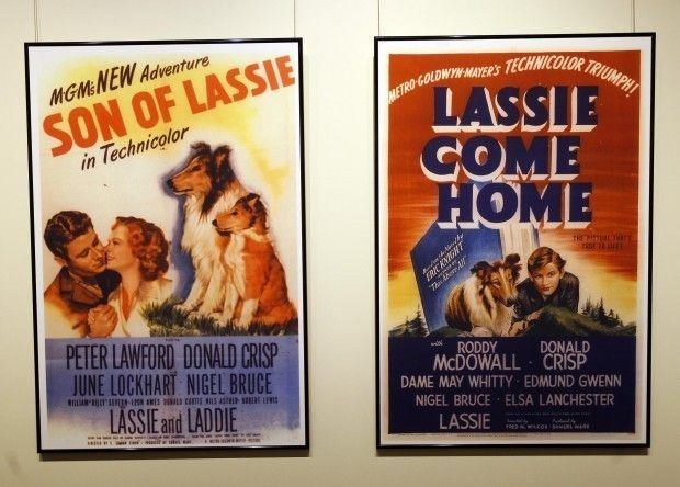 Son of Lassie Son of Lassie Alchetron The Free Social Encyclopedia