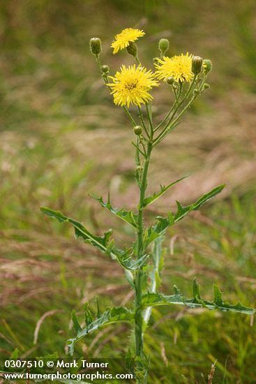 Sonchus arvensis Sonchus arvensis perennial sow thistle Wildflowers of the