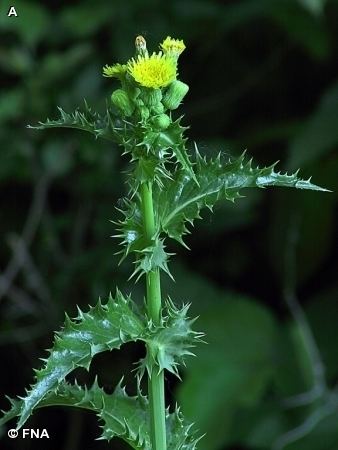 Sonchus asper Nature Search SPINY SOW THISTLE Sonchus asper SUNFLOWER FAMILY