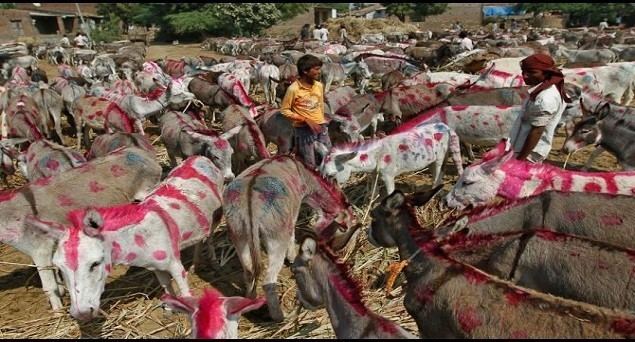 Sonepur Cattle Fair traders hit hard at Asia39s largest Sonepur cattle fair