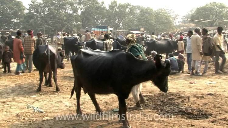 Sonepur Cattle Fair Sonepur cattle fair the biggest livestock event in Asia YouTube