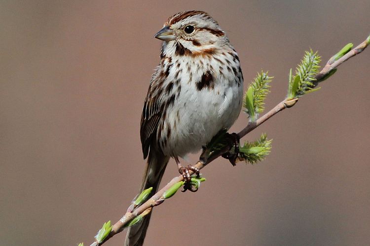 Song sparrow song sparrow Back Yard Biology