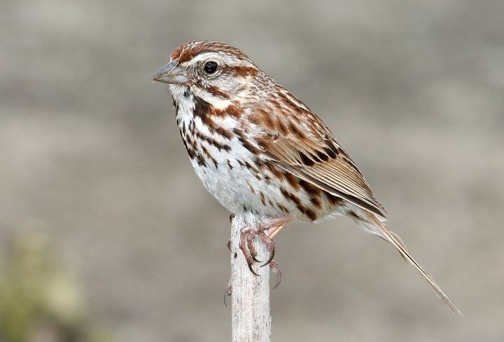 Song sparrow Song sparrow