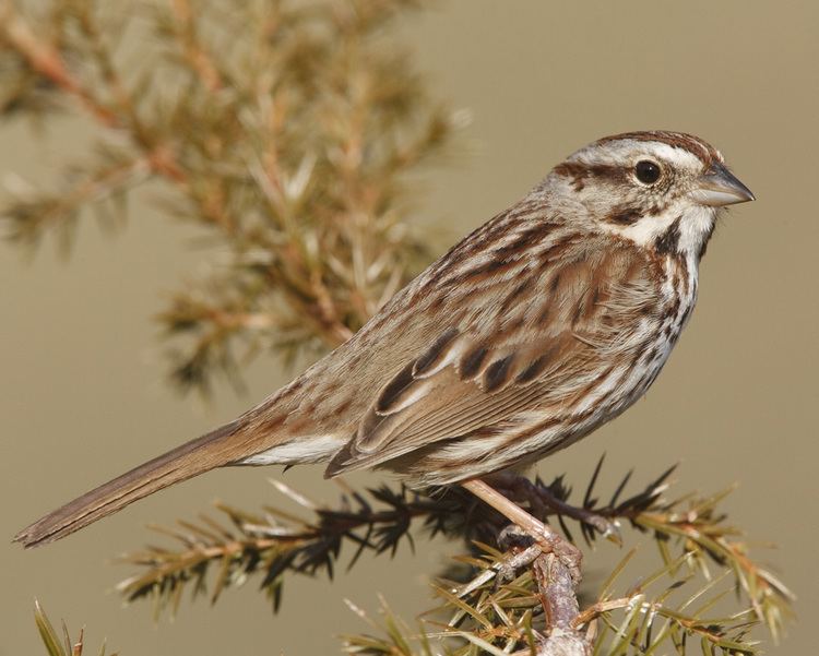 Song sparrow Song Sparrow Audubon Field Guide